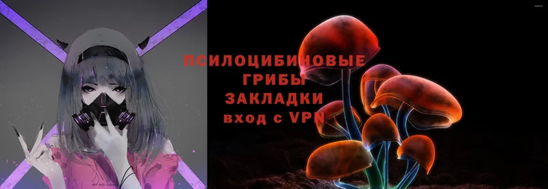 Псилоцибиновые грибы Psilocybe  Коряжма 